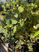 Hedera colchica ‘Dentata Variegata’
