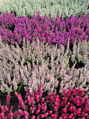 Calluna vulgaris ‘Beauty Ladies’ P9.5