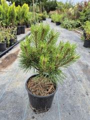 Pinus Mugo
