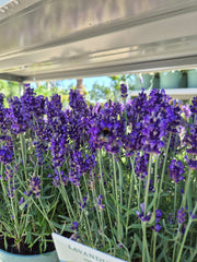 Lavanda- Lavandula angustifolia Hidcote