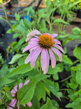 Echinacea - Echinacea purpurea