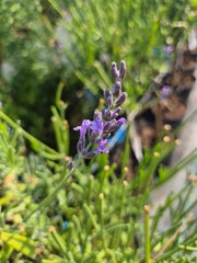 Lavanda Copacel - Lavandula angustifolia ‘Munstead’