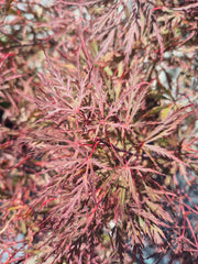 Arțar japonez - Acer Palmatum Dissectum