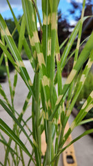 Miscanthus sinensis 'Zebrinus'