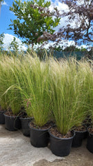 Stipa tenuissima 'Pony Tails'