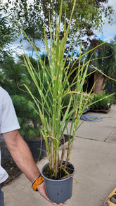 Miscanthus sinensis 'Zebrinus'