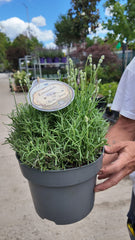 Lavanda alba - Lavandula angustifolia 'Arctic Snow'