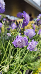 Scabiosa columbaria 'Butterfly Blue'