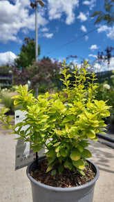 Berberis thunbergii 'Maria'