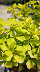 Berberis thunbergii 'Maria'