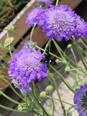Scabiosa columbaria 'Butterfly Blue'