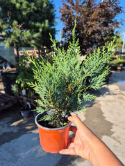 Cupressocyparis leylandii