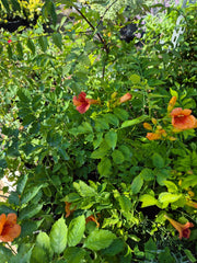 Trompetica turcului - Campsis radicans