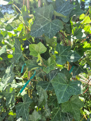 Iedera irlandeza - Hedera hibernica