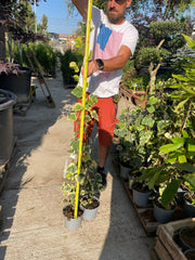 Hedera colchica ‘Dentata Variegata’