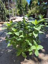 Hydrangea paniculata ‘Limelight’