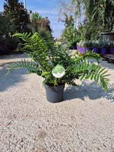 Ferigă - Dryopteris affinis C2