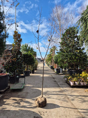 Arbore de lalea la balot