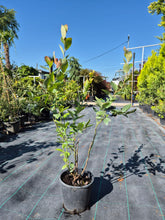 Afin ‘Sweetheart’