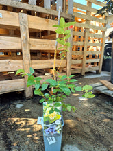 Afin Siberian - Lonicera caerulea ‘Sinoglaska’