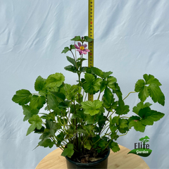 Anemone x hybrida 'Serenade'