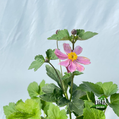 Anemone x hybrida 'Serenade'