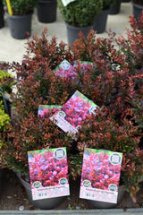 Berberis roșu pitic- Berberis thunbergii ‘Bagatelle’