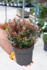 Berberis roșu pitic- Berberis thunbergii ‘Bagatelle’