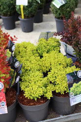 Berberis auriu micuț- Berberis thunbergii ‘Tiny Gold’