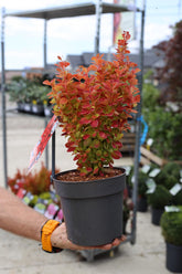 Berberis portocaliu- Berberis thunbergii ‘Orange Ice’