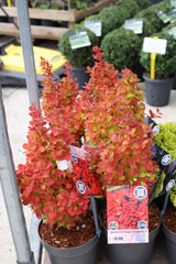 Berberis portocaliu- Berberis thunbergii ‘Orange Ice’