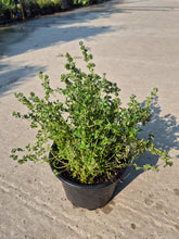 Cimbru - Thymus vulgaris