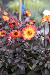 Dalie cu frunze negre si flori galben-portocalii- Dahlia ‘Sunrise’