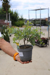 Eucalipt - Eucalyptus gunnii