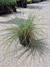 Iarbă albastră - Festuca Glauca