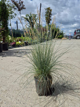 Iarbă albastră - Festuca Glauca