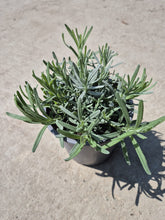 Lavanda - Lavandula angustifolia ‘Hidcote’