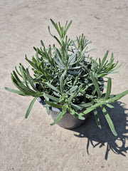 Lavanda - Lavandula angustifolia ‘Hidcote’
