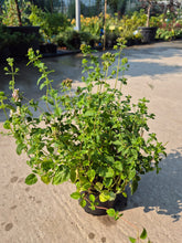Oregano - Origanum vulgare
