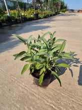 Salvie - Salvia officinalis