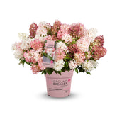 Hydrangea Groundbreaker® BlushTM