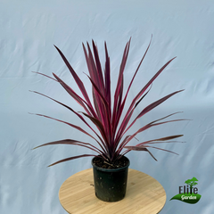 Cordyline x banksii Paso Doble 