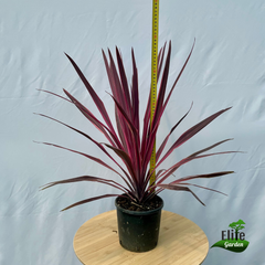 Cordyline x banksii Paso Doble 