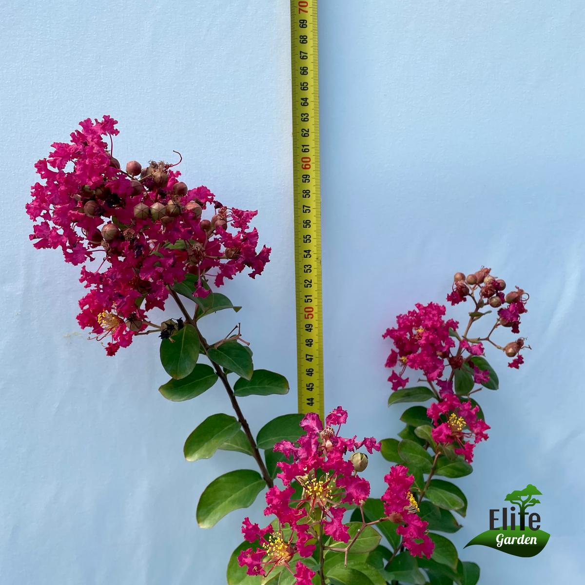 Lagerstroemia indica Rubra