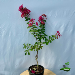 Lagerstroemia indica Rubra