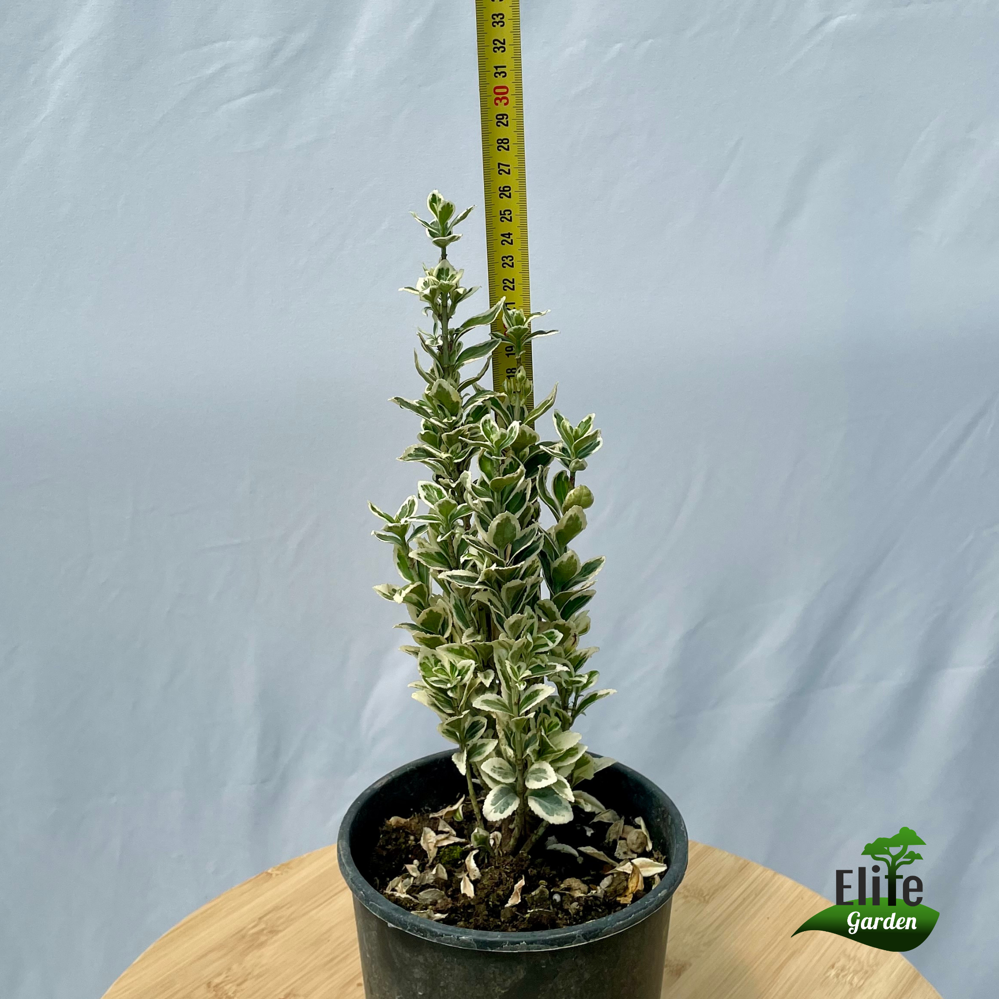 Euonymus japonicus 'White Spire'