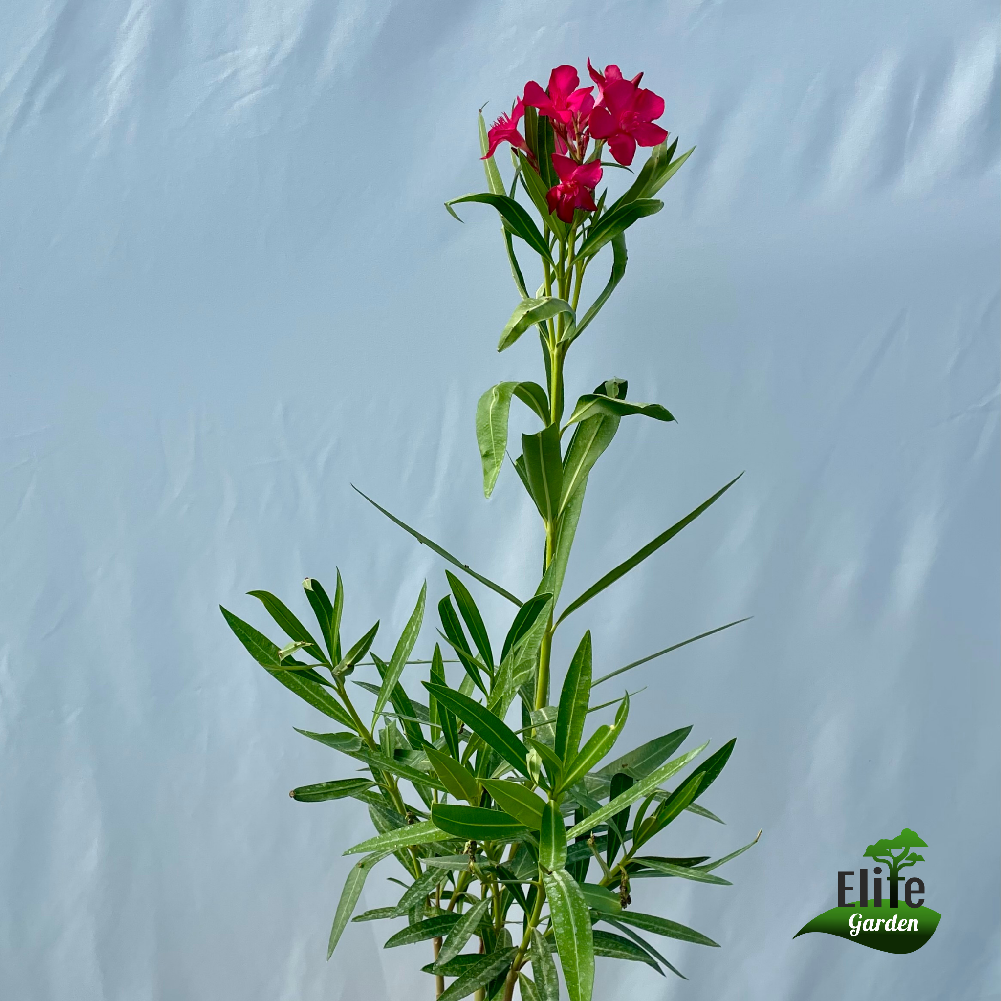 Nerium oleander 'Claudia'