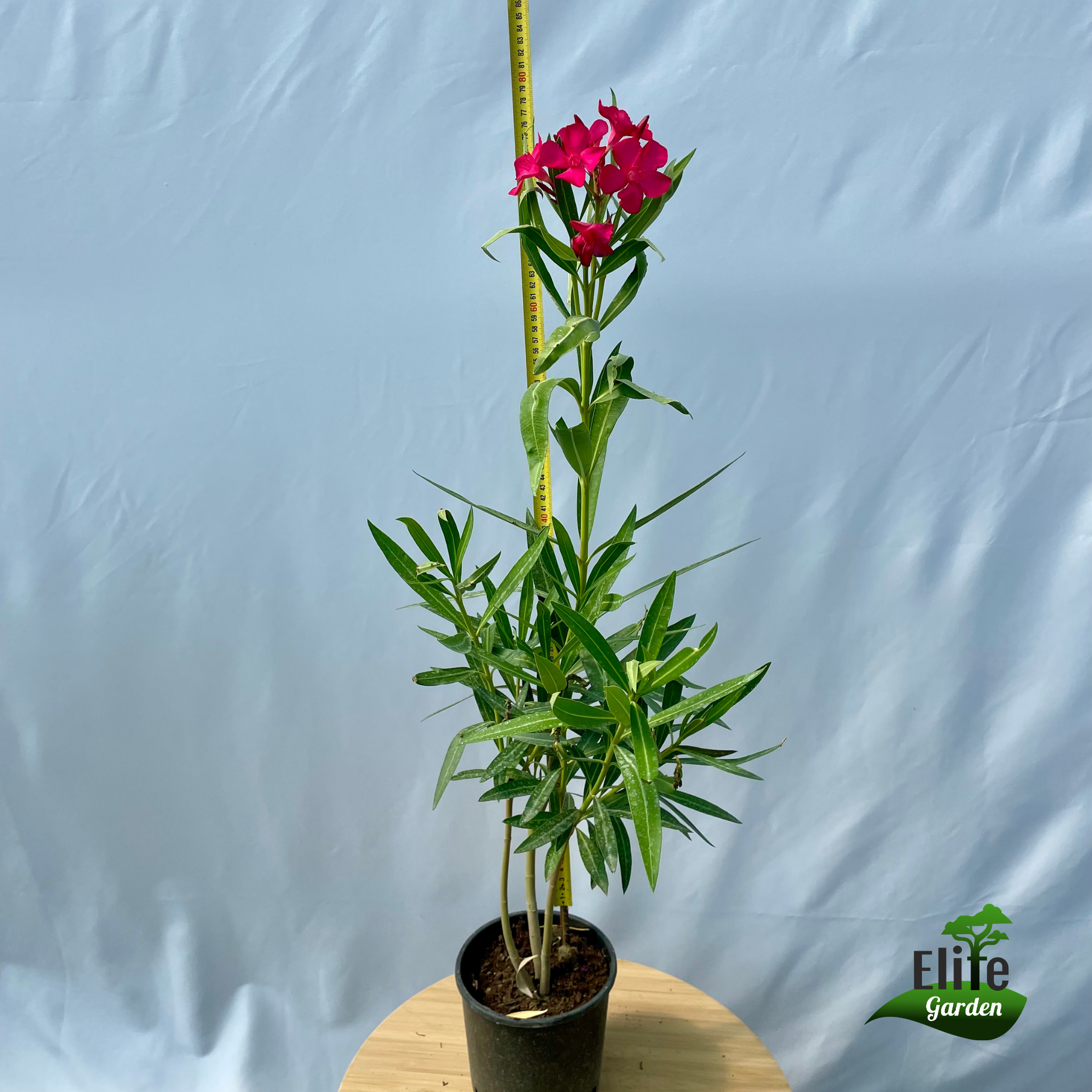 Nerium oleander 'Claudia'