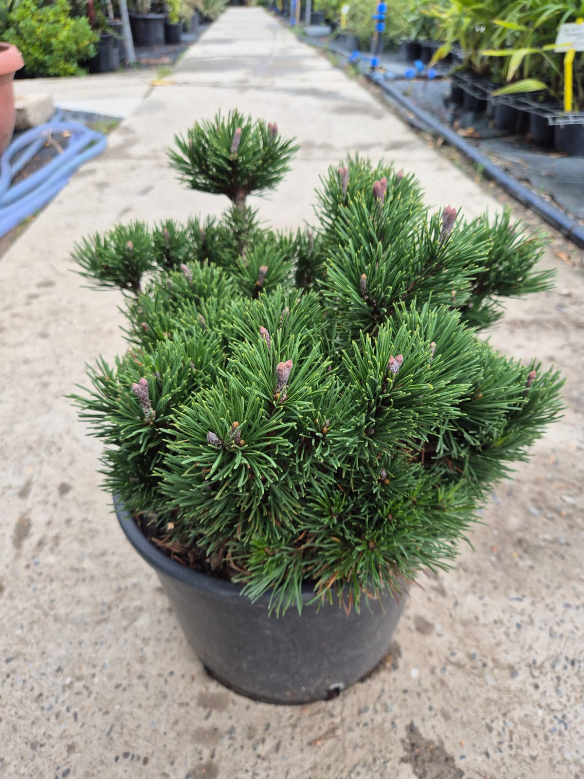 Pin pitic fără ax - Pinus Mugo