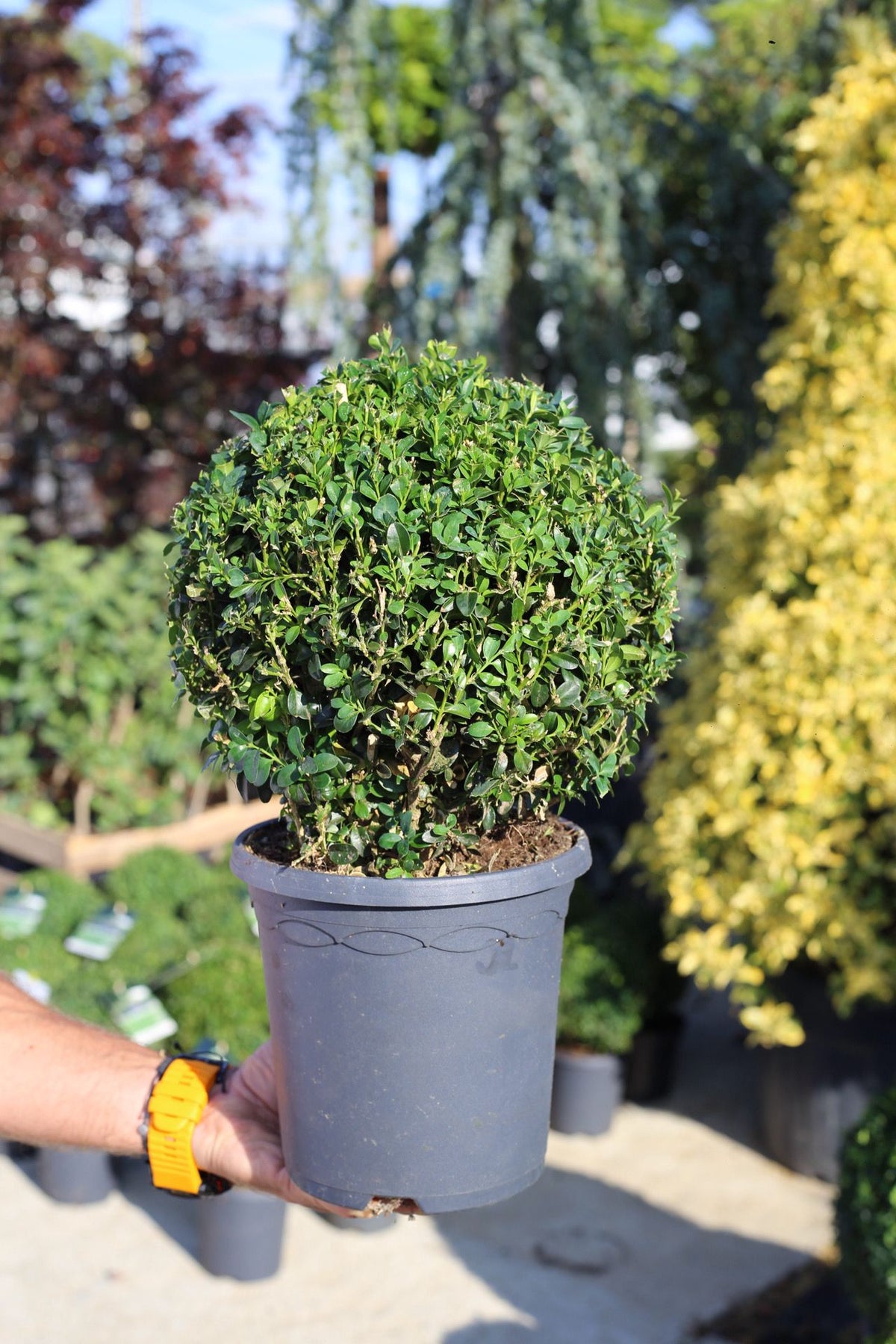 Buxus bilă  20-25 cm, C3- Buxus sempervirens